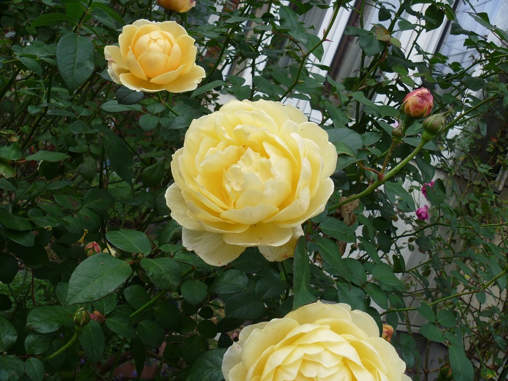 薔薇16