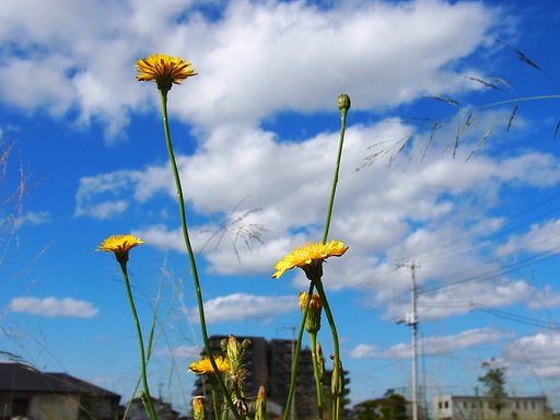 野の花と晩秋の空 - 明るさ修正②
