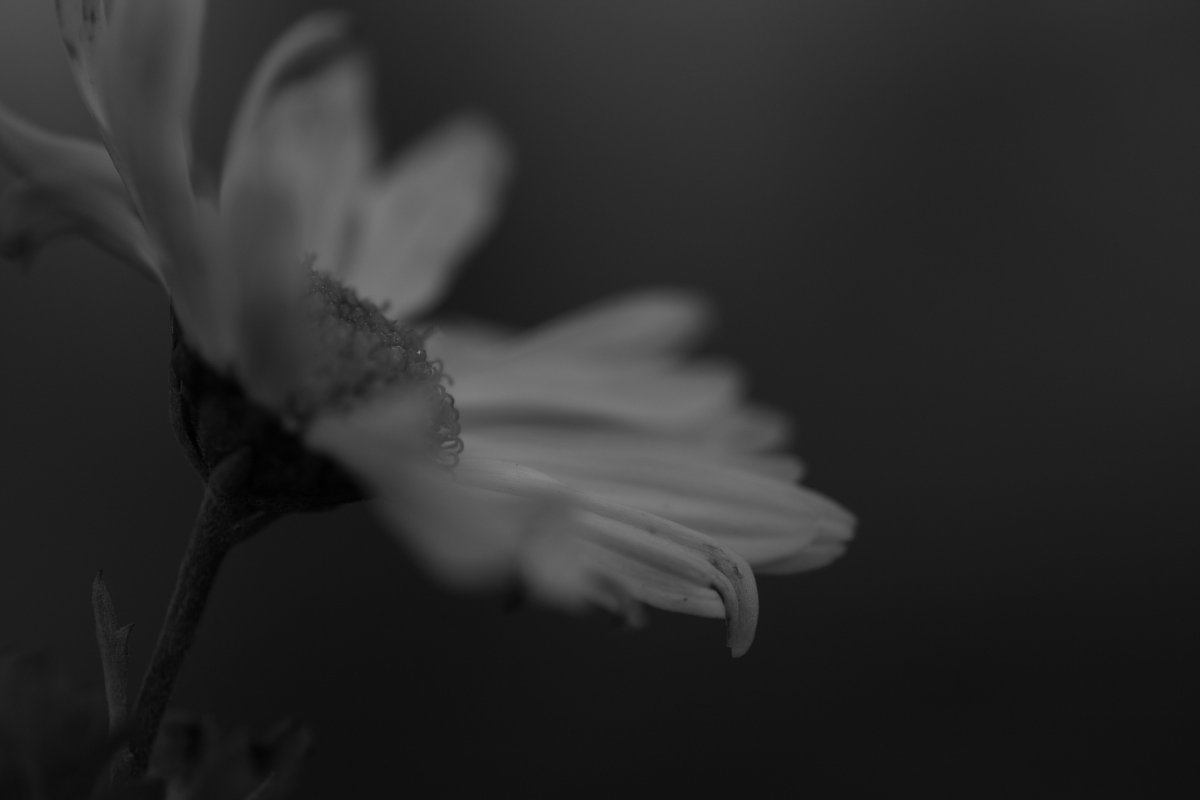 残り菊
