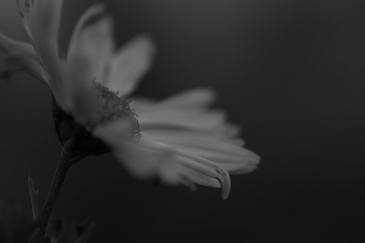 残り菊