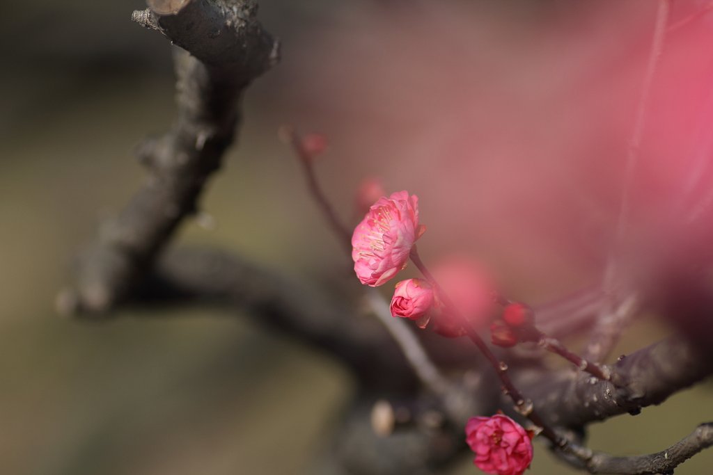 初梅お披露目