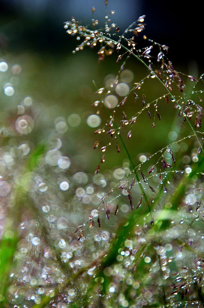 雨後の雑草を撮ってみました