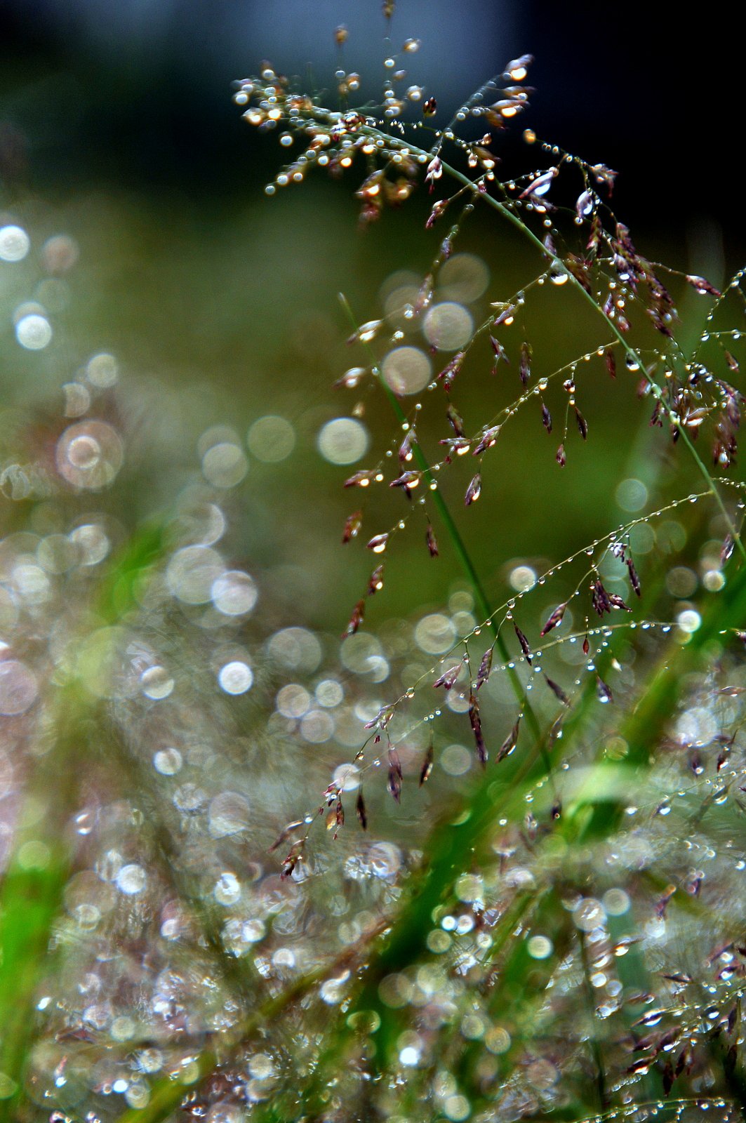 雨後の雑草を撮ってみました