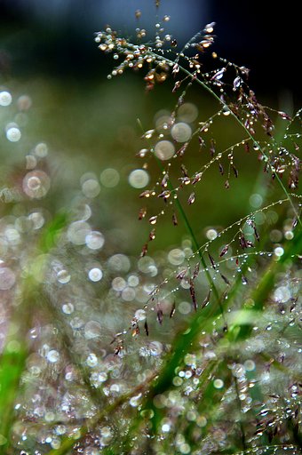 雨後の雑草を撮ってみました