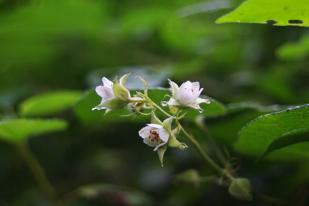 朝日を浴びたイチゴの花
