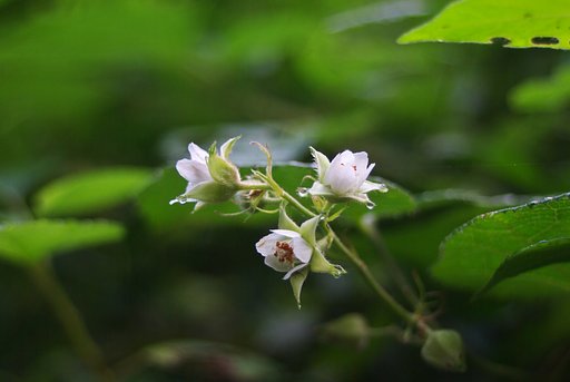 朝日を浴びたイチゴの花
