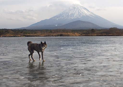 氷上の表情