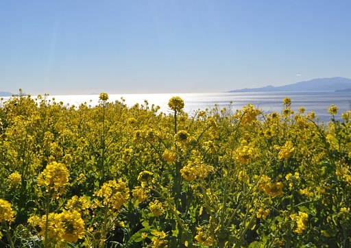 菜の花を相模湾