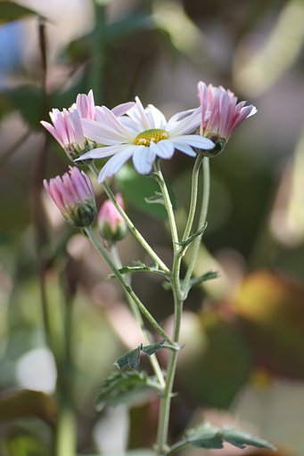 菊