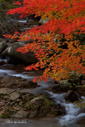 紅彩