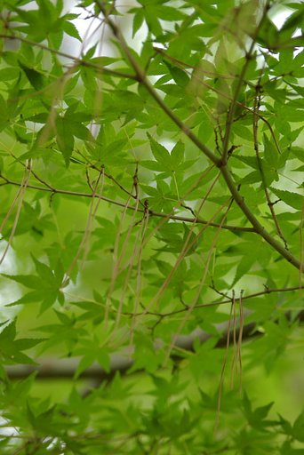 モミジに松葉の花筏？