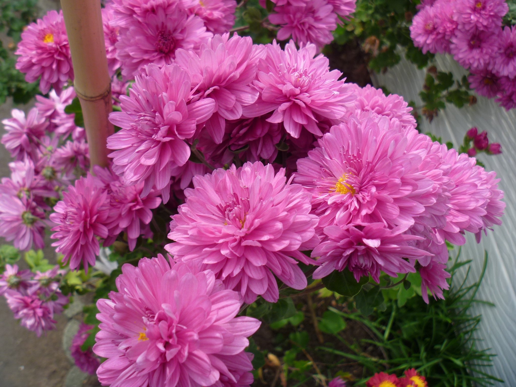 菊3