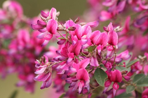 萩の花