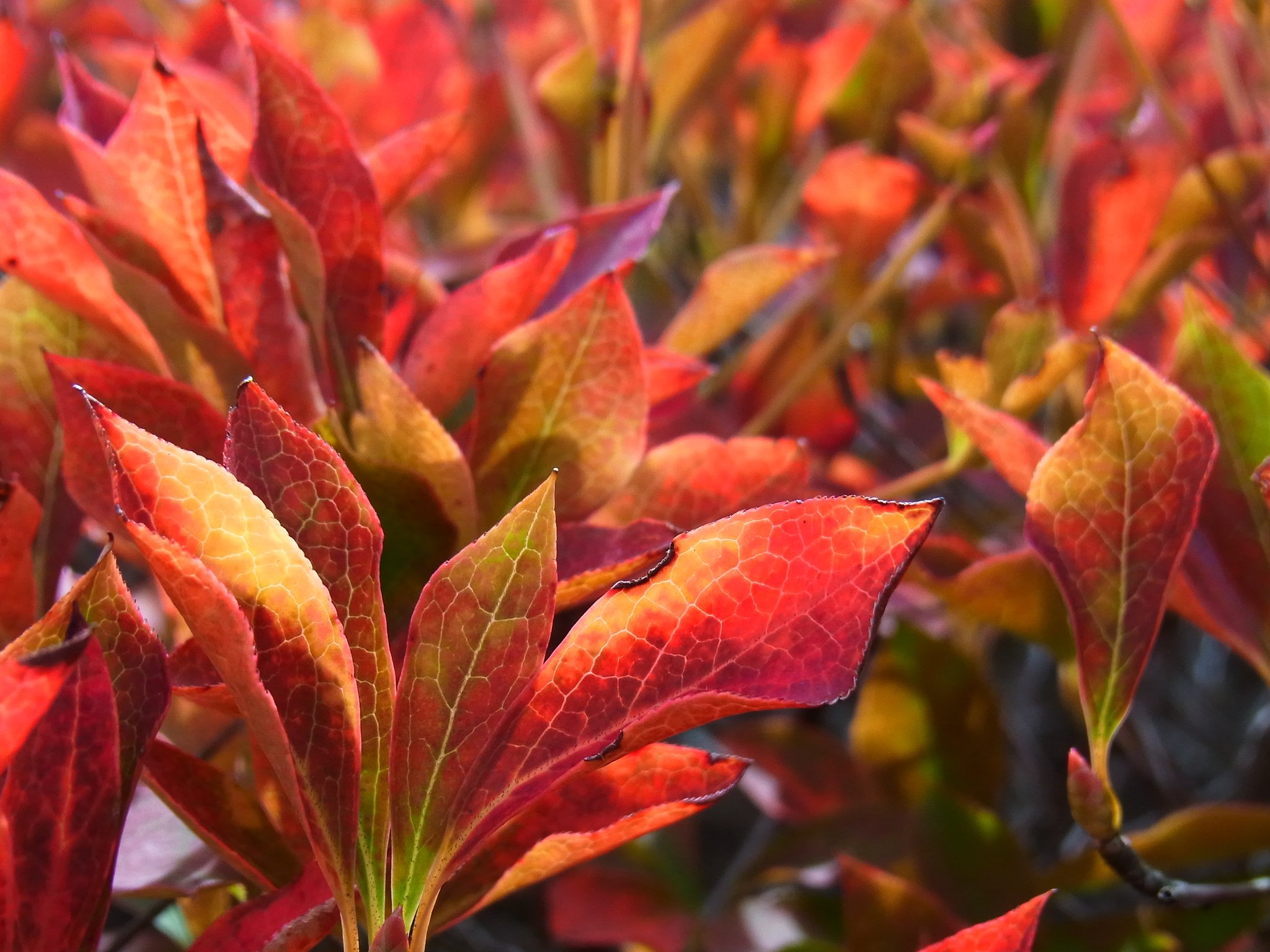 ドウダンツツジの紅葉