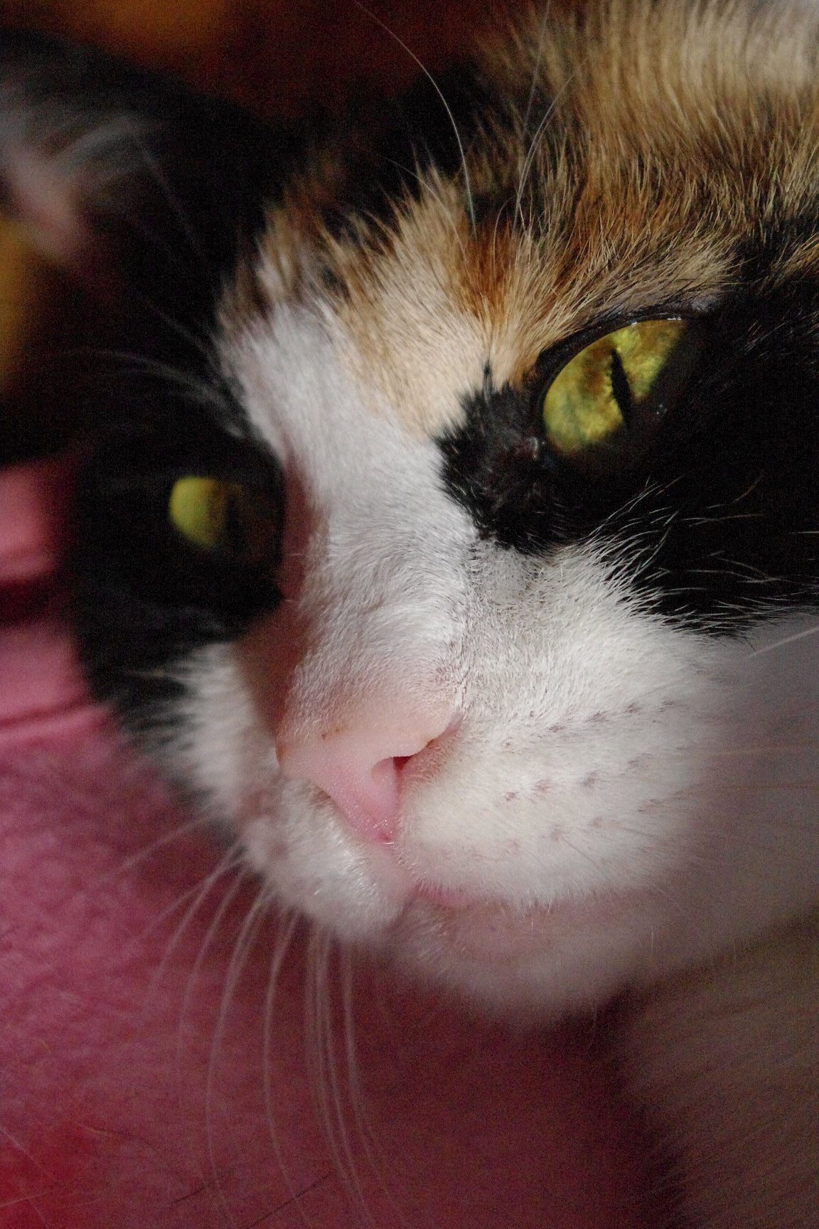 三毛猫さんがひなたぼっこ