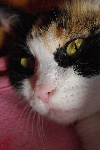 三毛猫さんがひなたぼっこ
