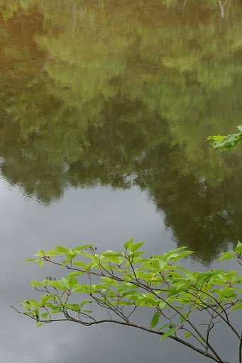 沼に映る