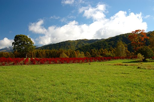 ブルーベリーの紅葉