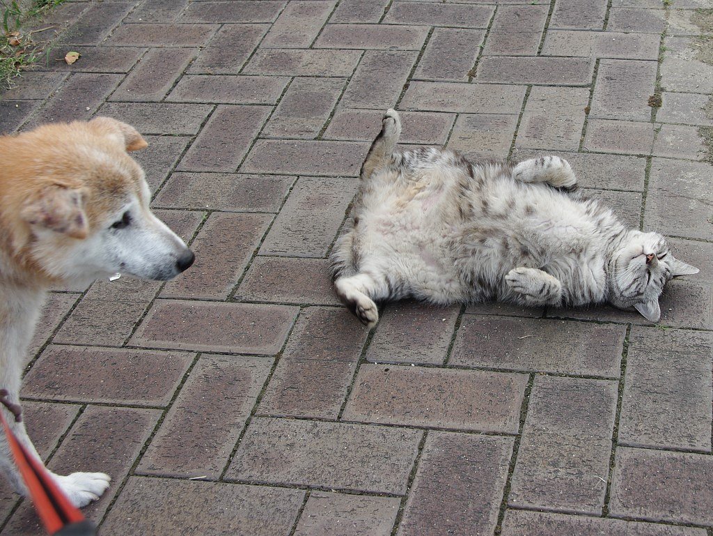 わんこ散歩を妨害するにゃんこ