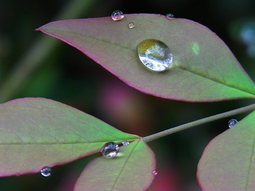 雅な水玉