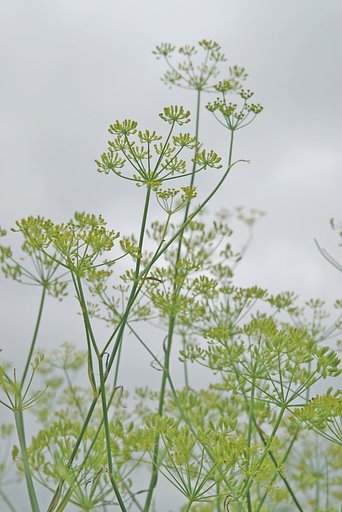 フェンネルの薄い黄