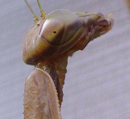 カマキリの横貌