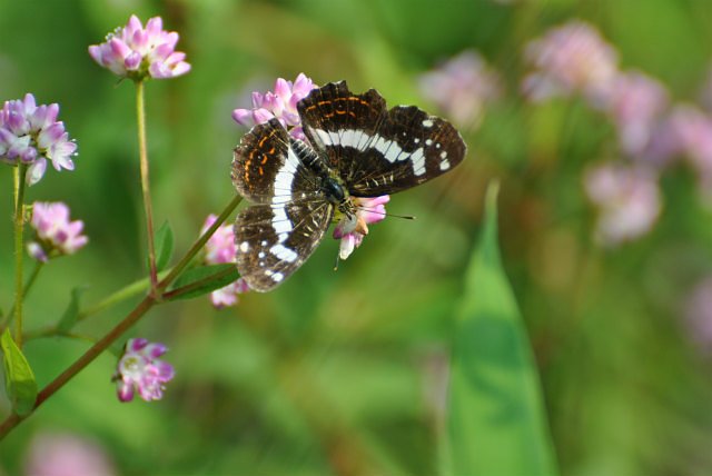 サカハチチョウ第３化では？