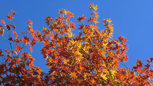 紅葉