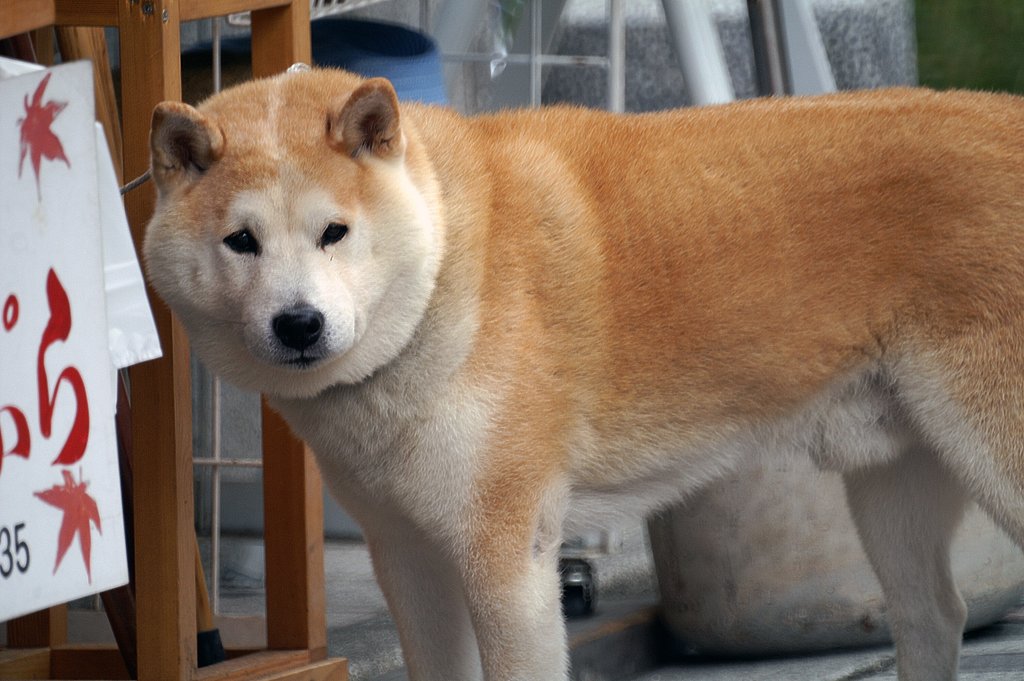 かいちゅわぁぁぁぁん、見っけたぁ