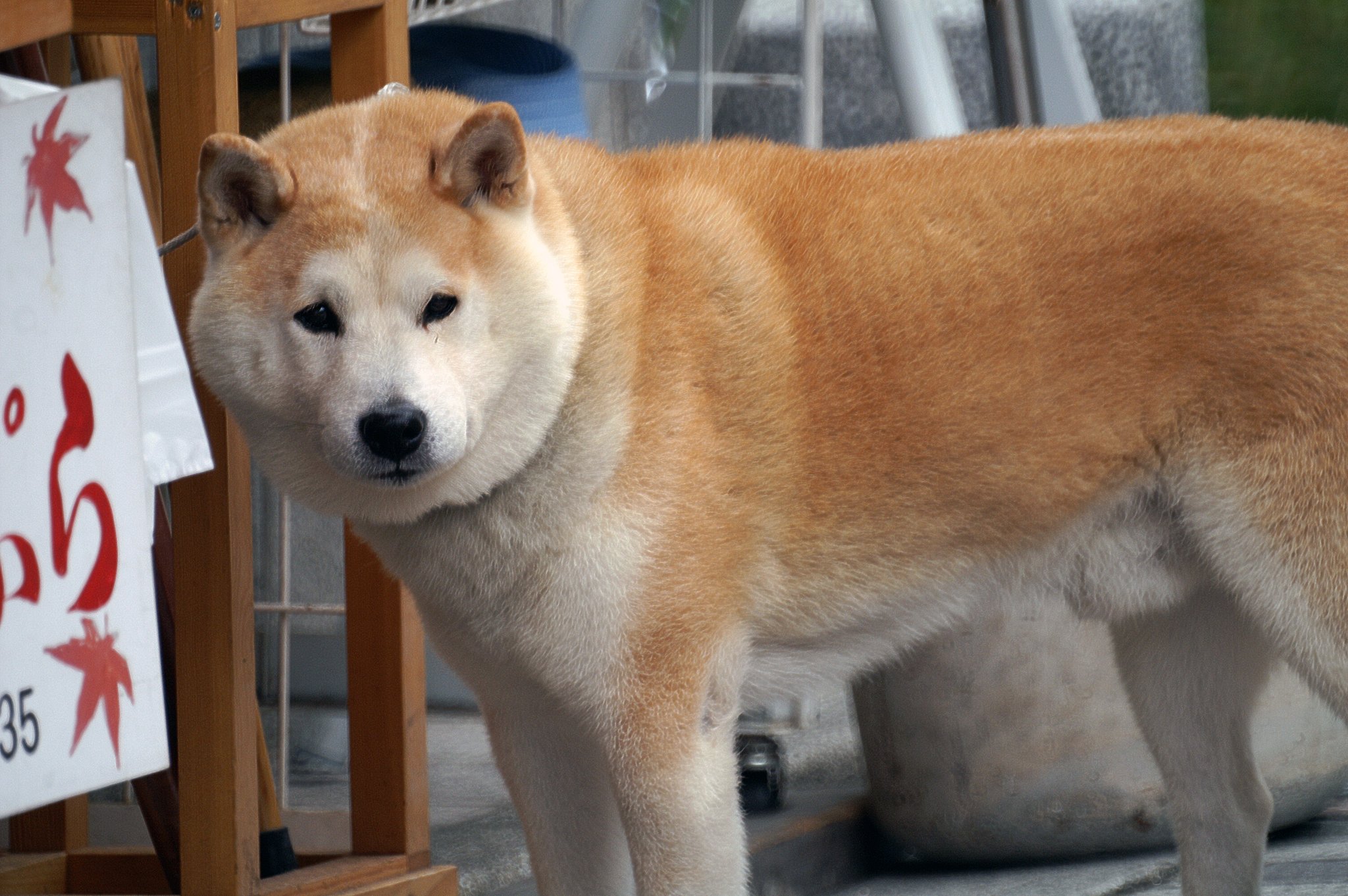 かいちゅわぁぁぁぁん、見っけたぁ