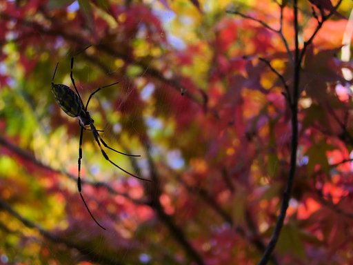 こんな紅葉も・・・