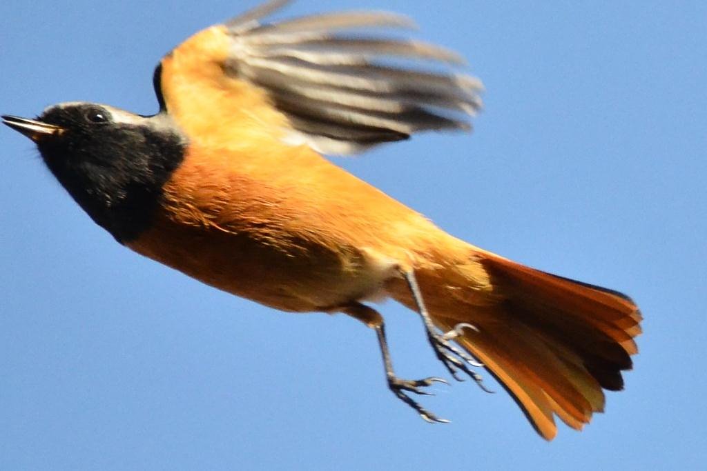青空に飛び立つジョー！