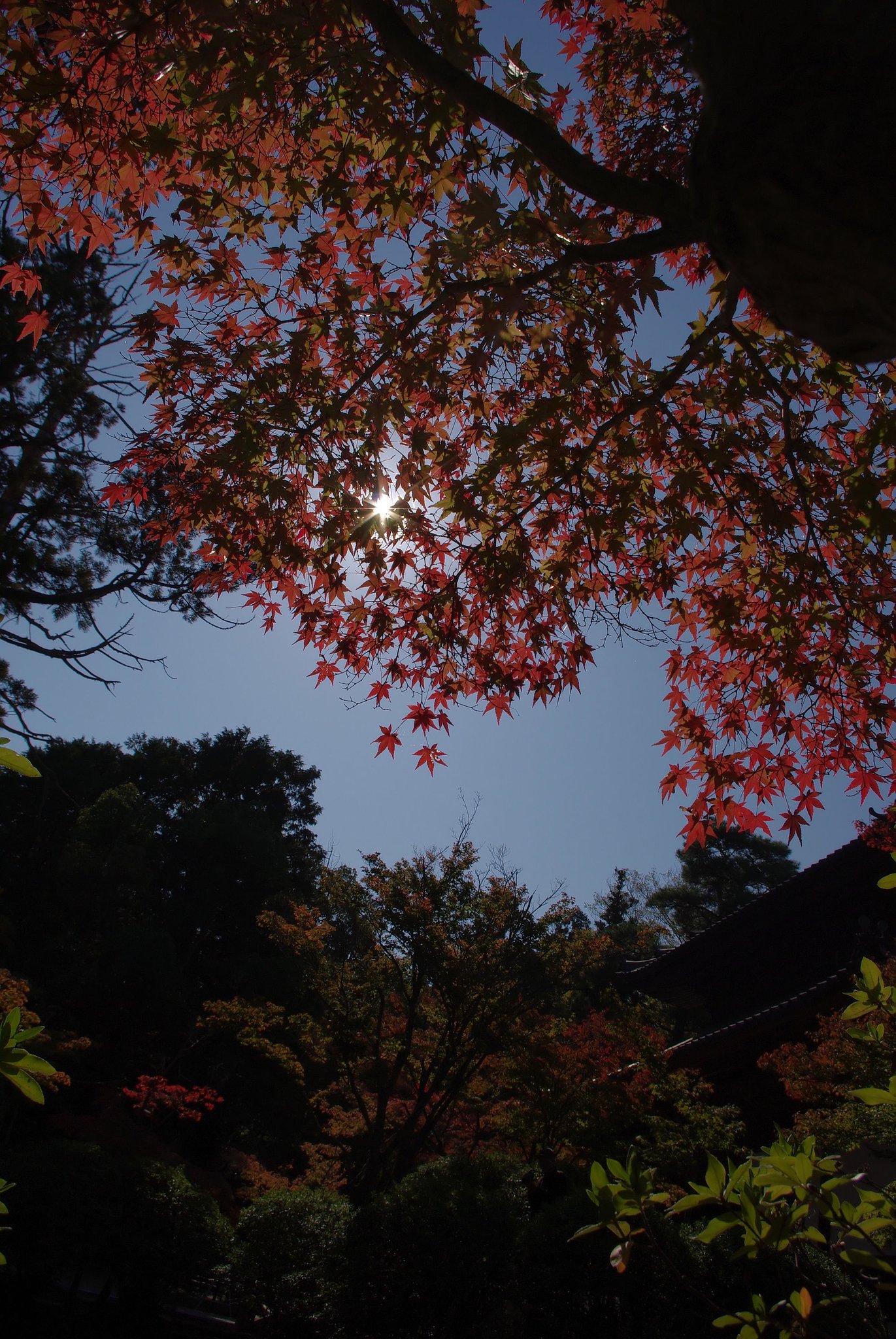 ちょっとだけ紅葉・・・