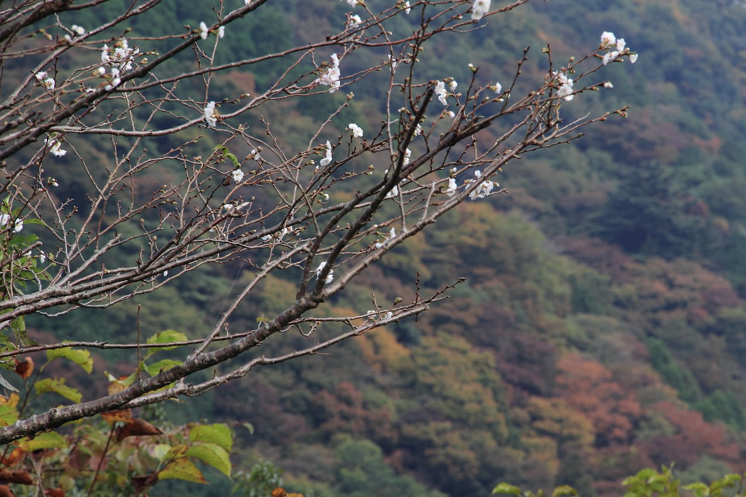 本当の秋桜