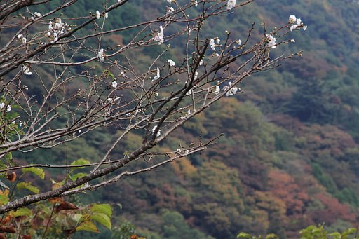 本当の秋桜