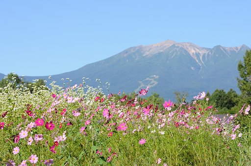 【花のある情景・秋】高原の秋