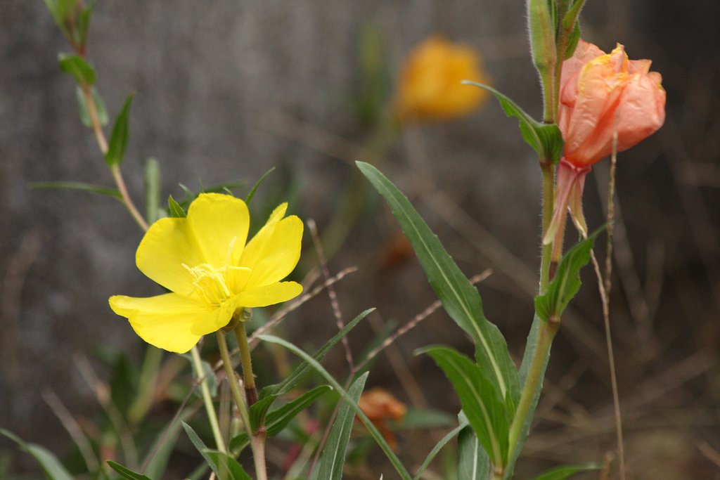季節外れの花