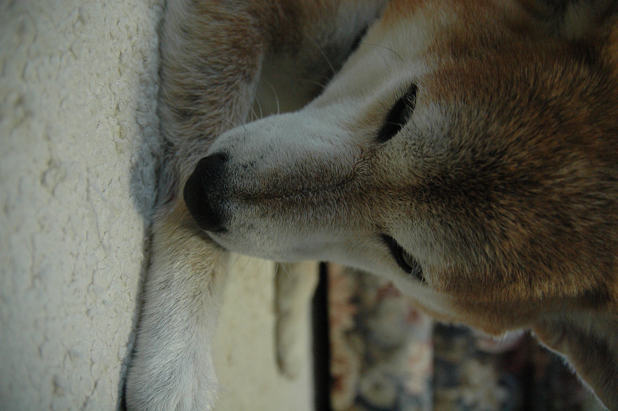 狼犬