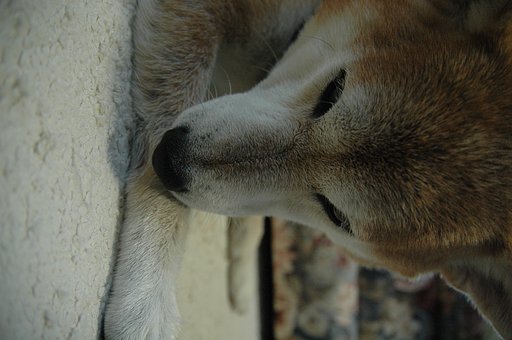 狼犬