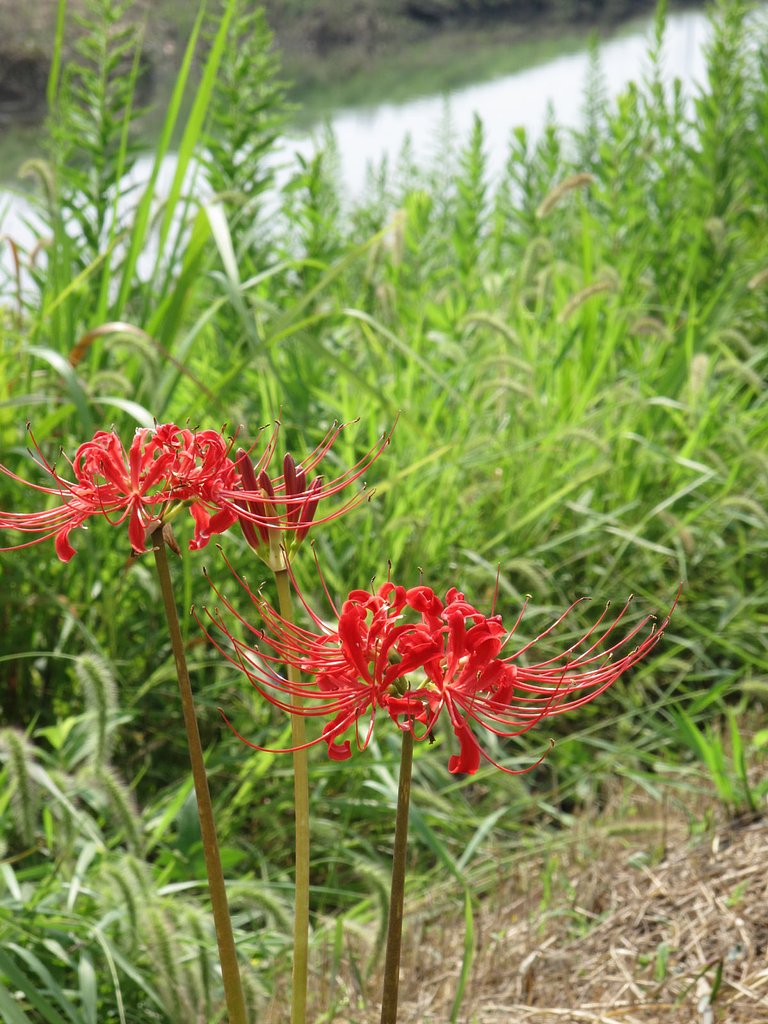 彼岸花