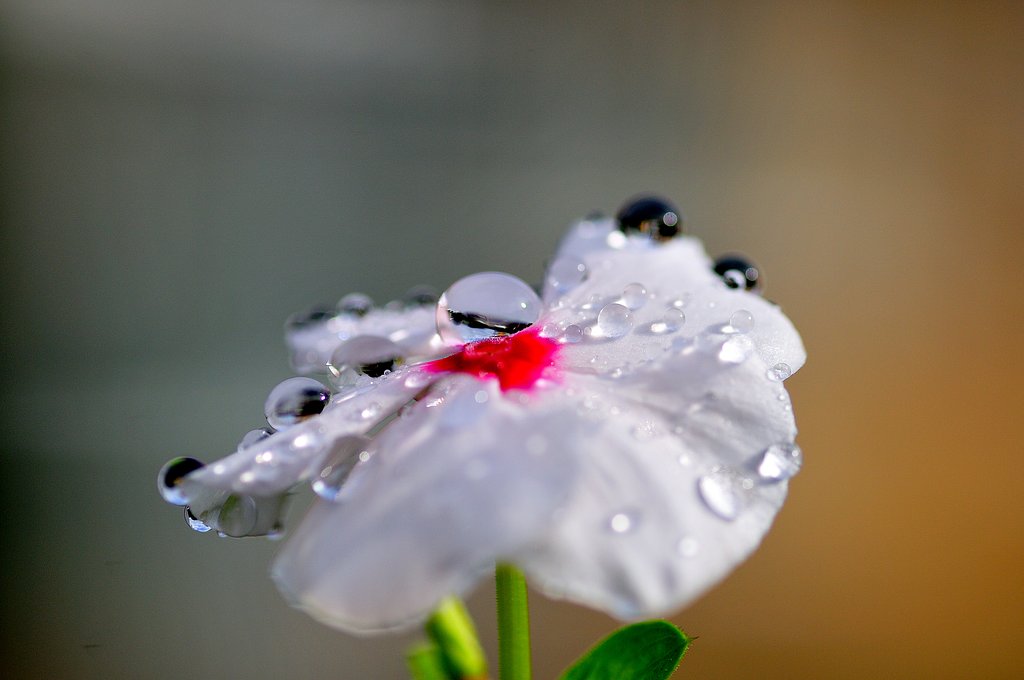花と朝露