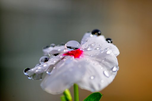 花と朝露