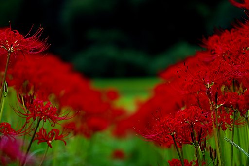 彼岸花