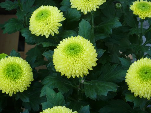 菊4