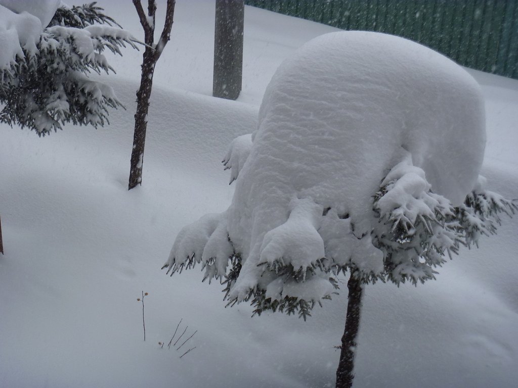 雪だらけ