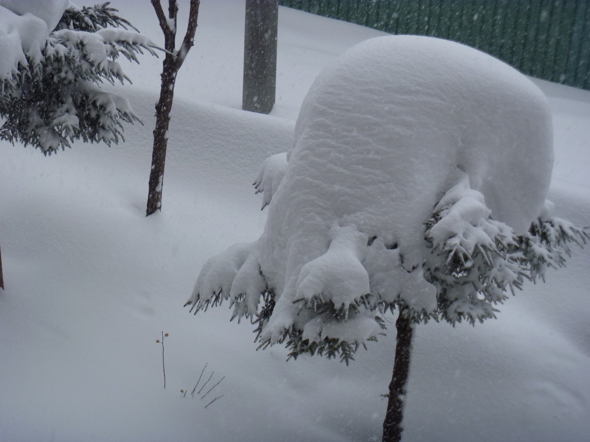 雪だらけ