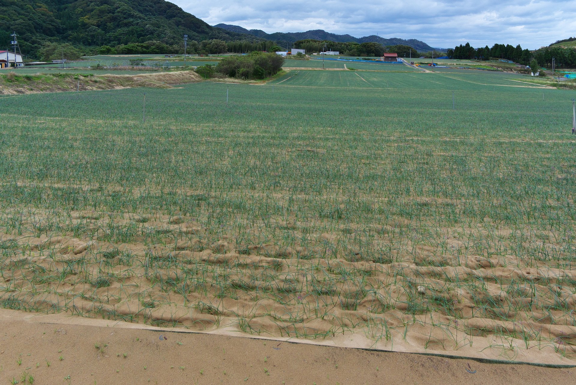 鳥取市福部町のラッキョウ畑