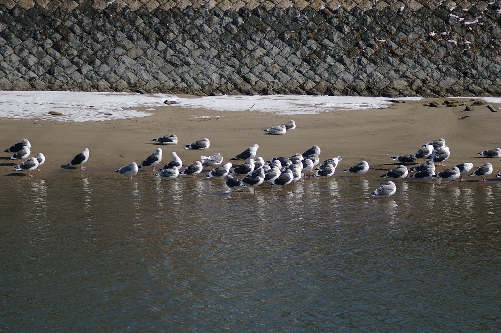 砂丘東端の岩戸河口のカモメの仲間