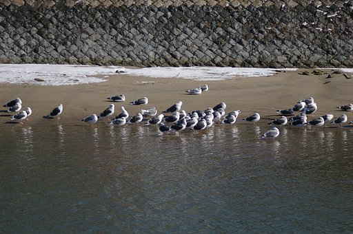 砂丘東端の岩戸河口のカモメの仲間