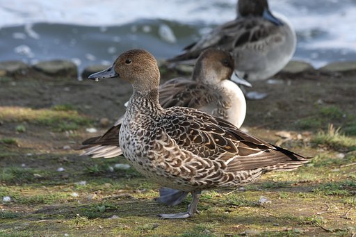 オナガガモ♀
